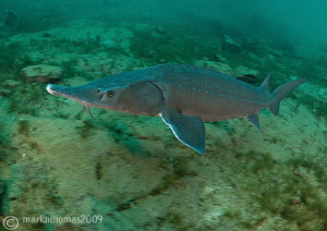 Sterlet Sturgeon.
Jackdaw Quarry this morning.
D3 15mm ... by Mark Thomas 